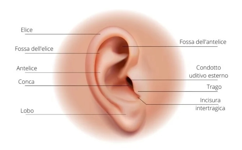 Padiglione auricolare nella microtia - Casa di Cura Piacenza